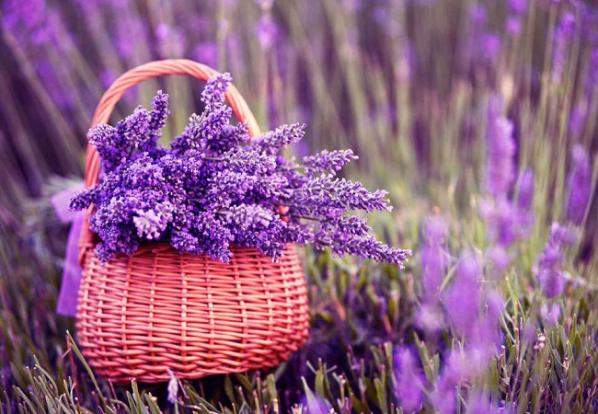 خاصیت تسکین دهندگی عرق اسطوخودوس